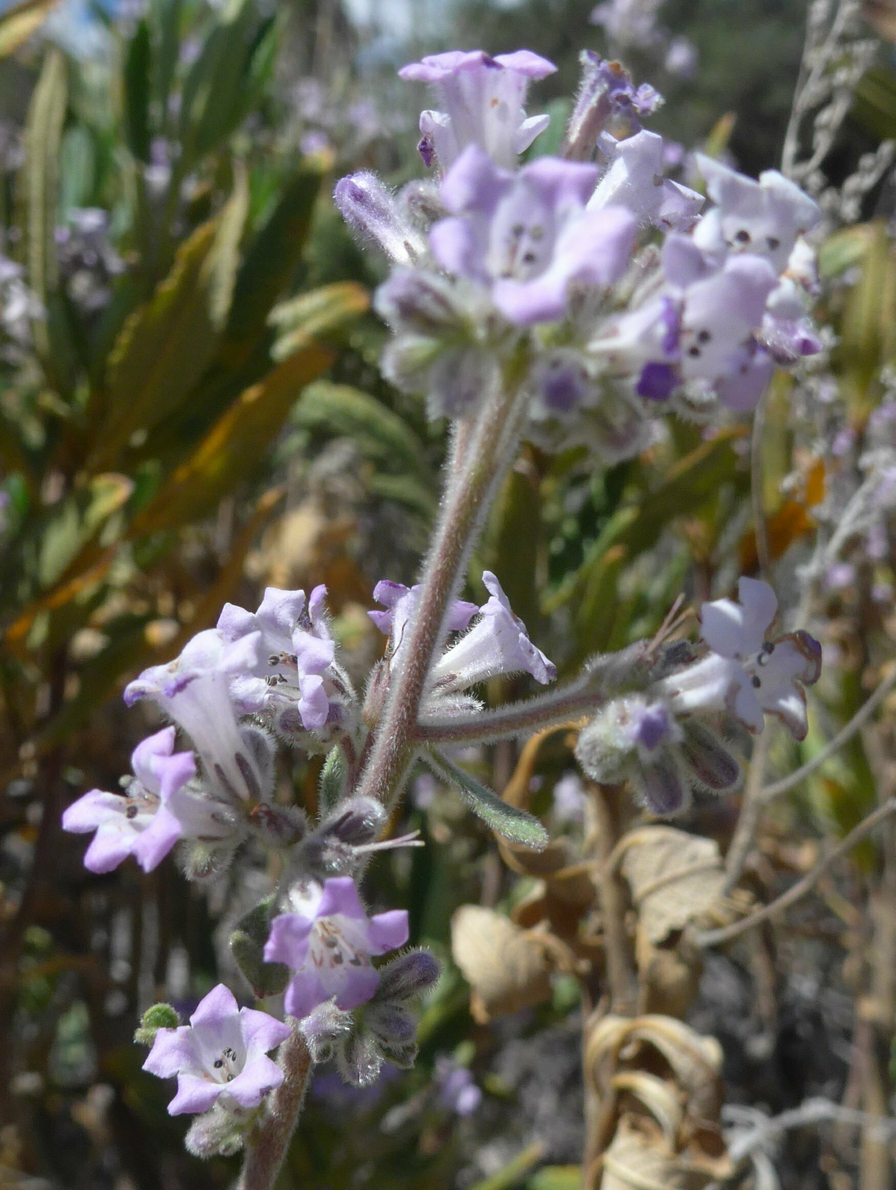 High Resolution Eriodictyon trichocalyx Flower